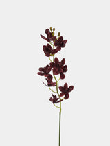 Real Touch Artificial Cymbidium Orchid Stem – 73cm