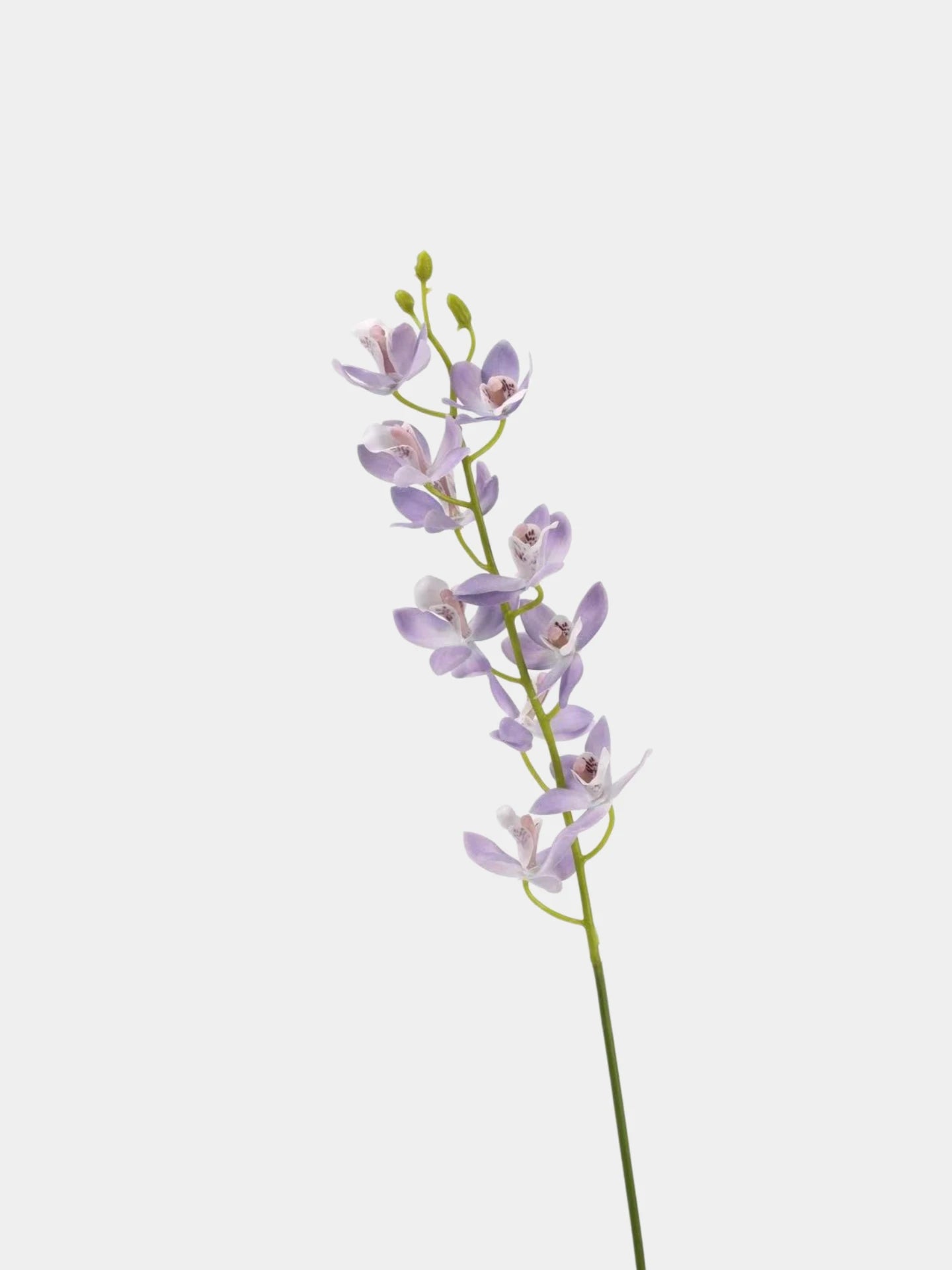 Real Touch Artificial Cymbidium Orchid Stem – 73cm