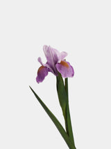 Real Touch Artificial Iris Flower Stem with Leaves – 60cm
