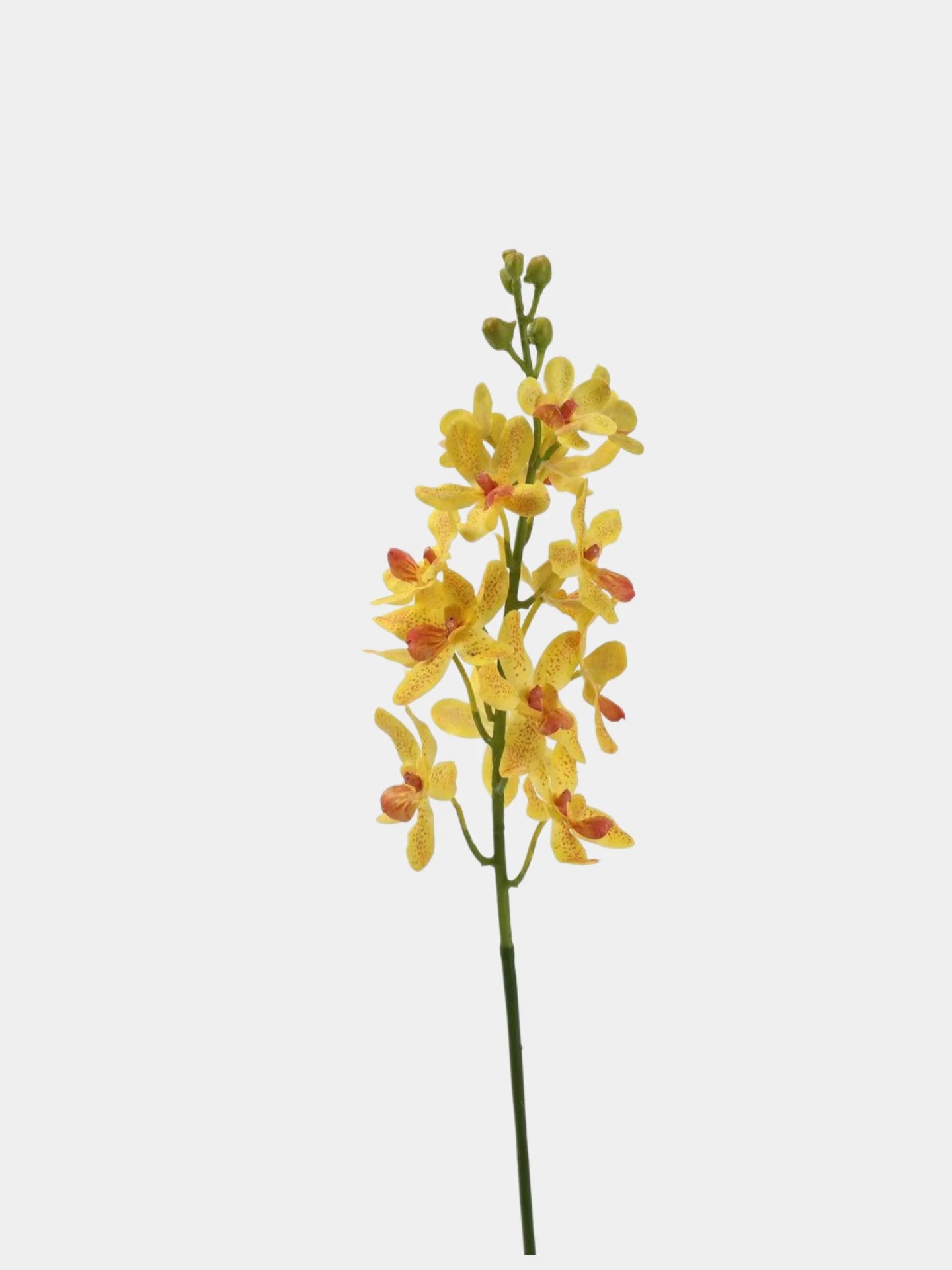 Real Touch Ascocenda Orchid Stem