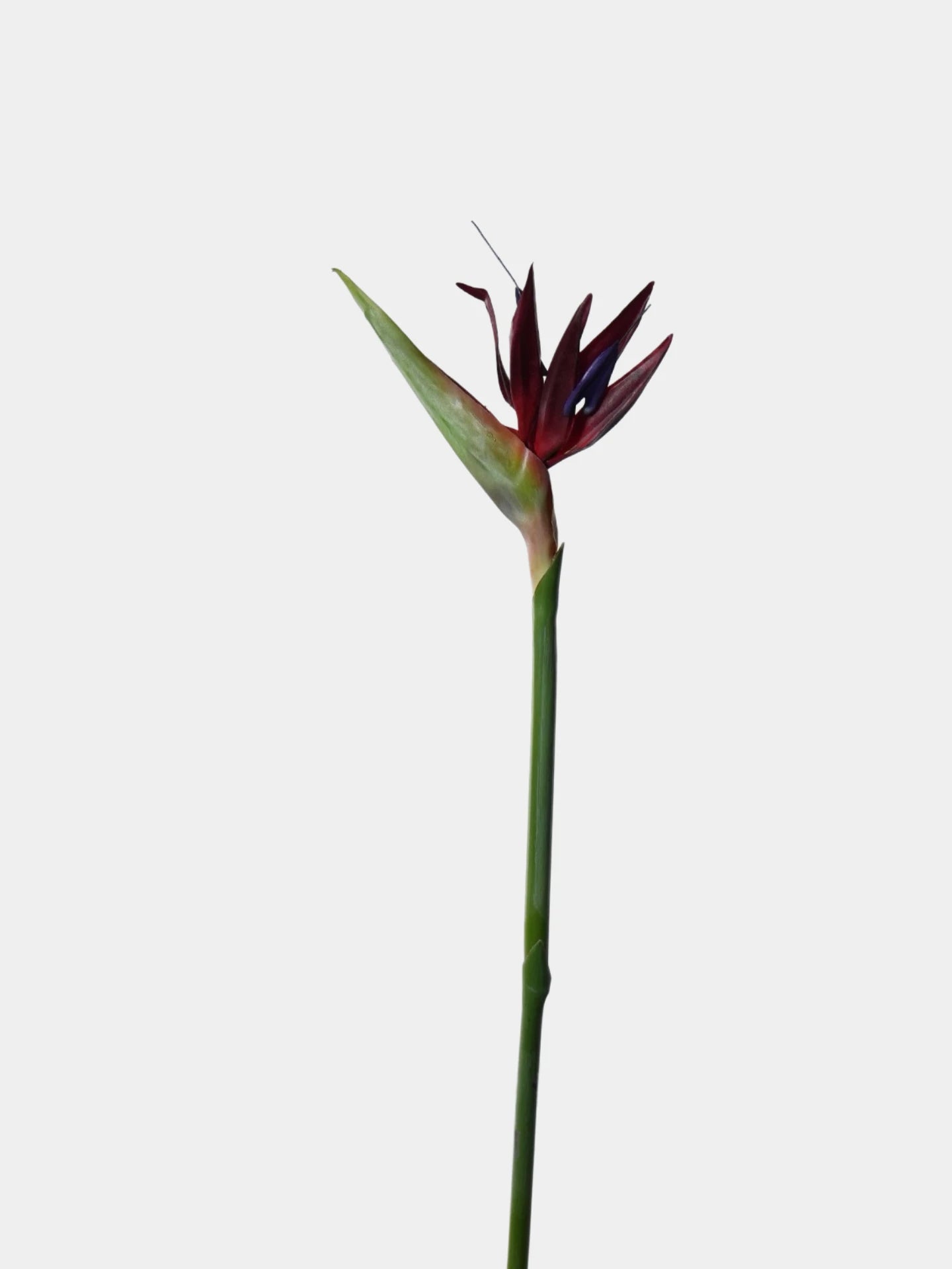 Real Touch Bird of Paradise Flower Stem – 32"/82cm