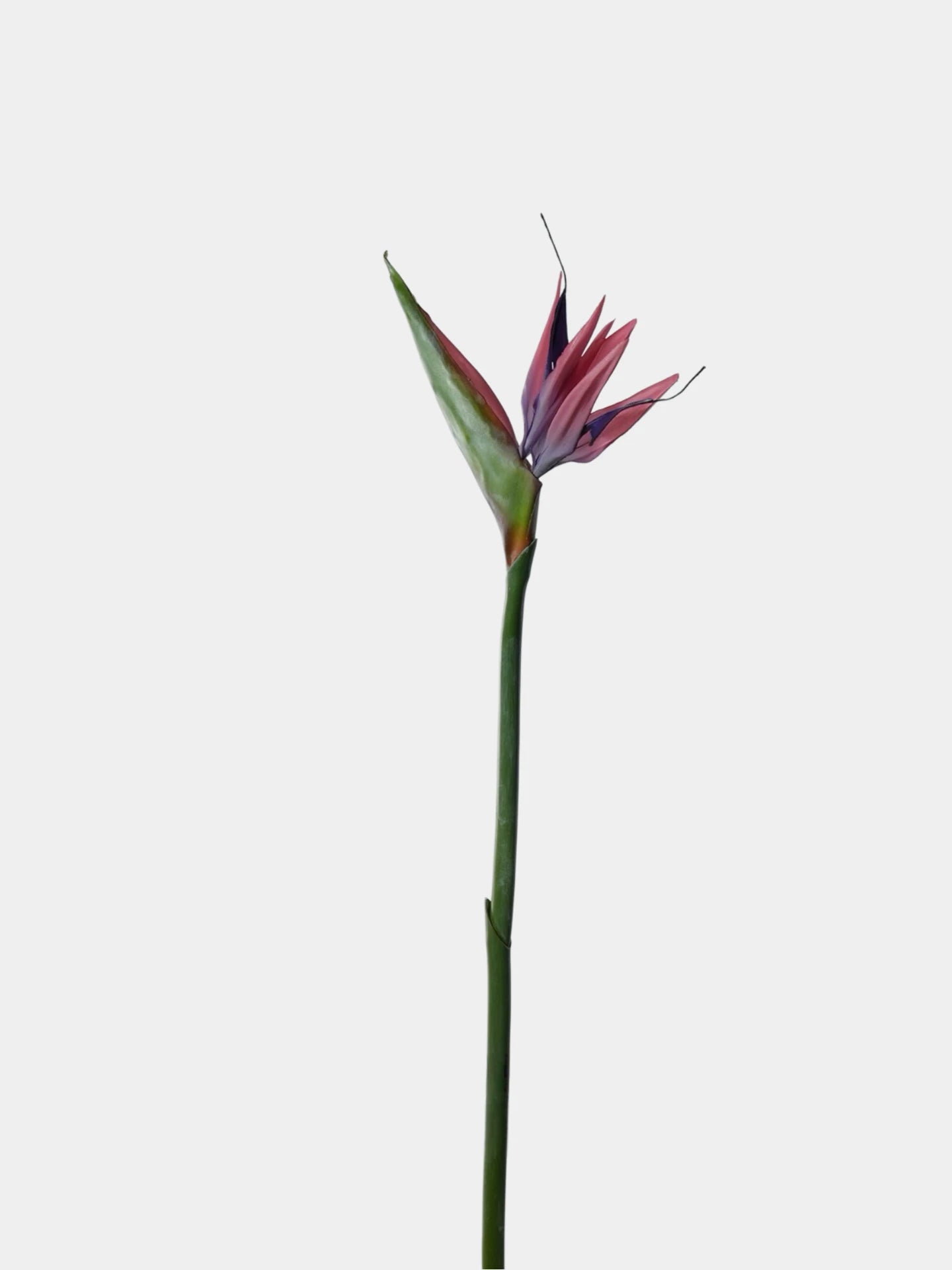 Real Touch Bird of Paradise Flower Stem – 32"/82cm