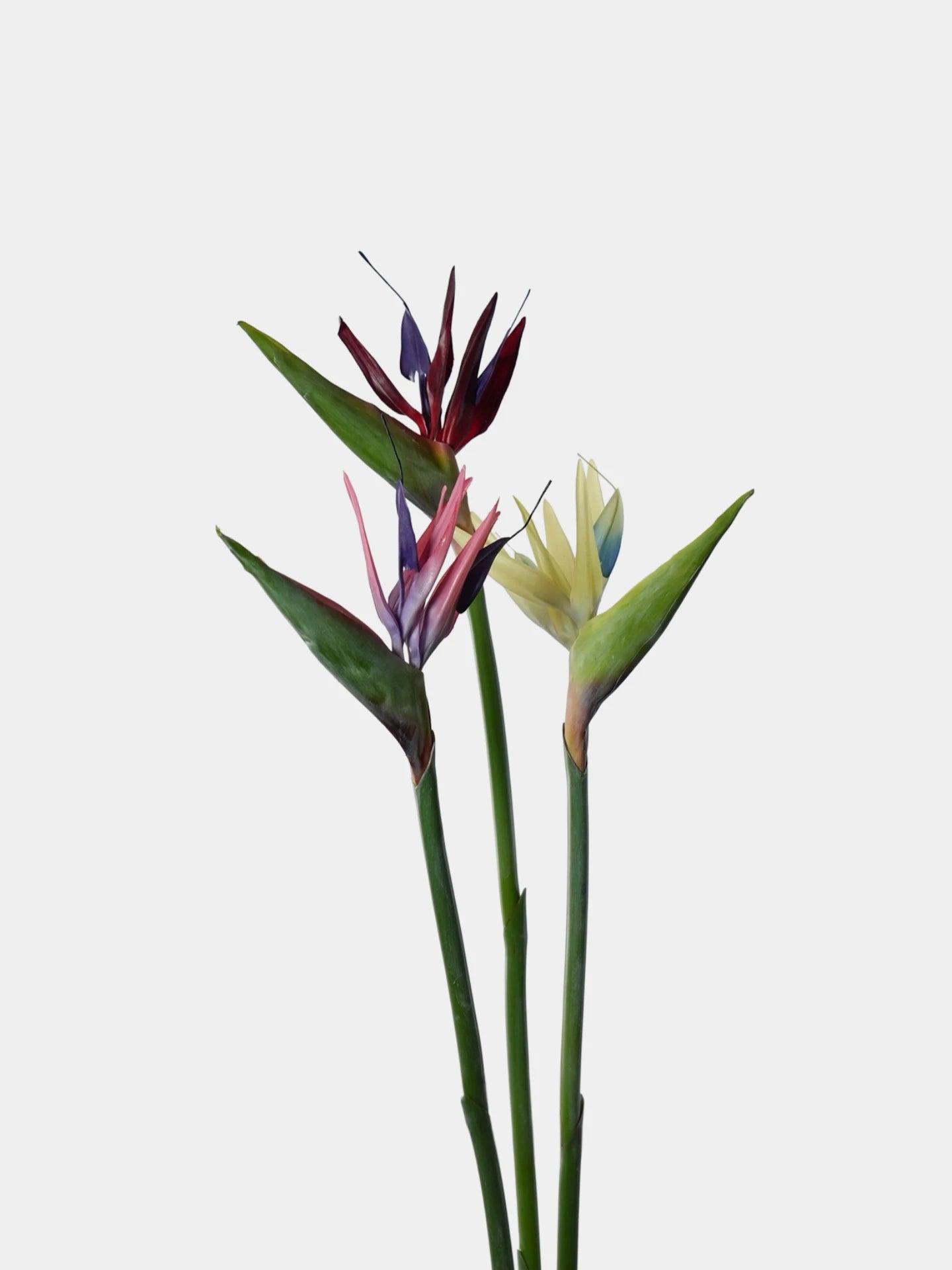 Real Touch Bird of Paradise Flower Stem – 32"/82cm