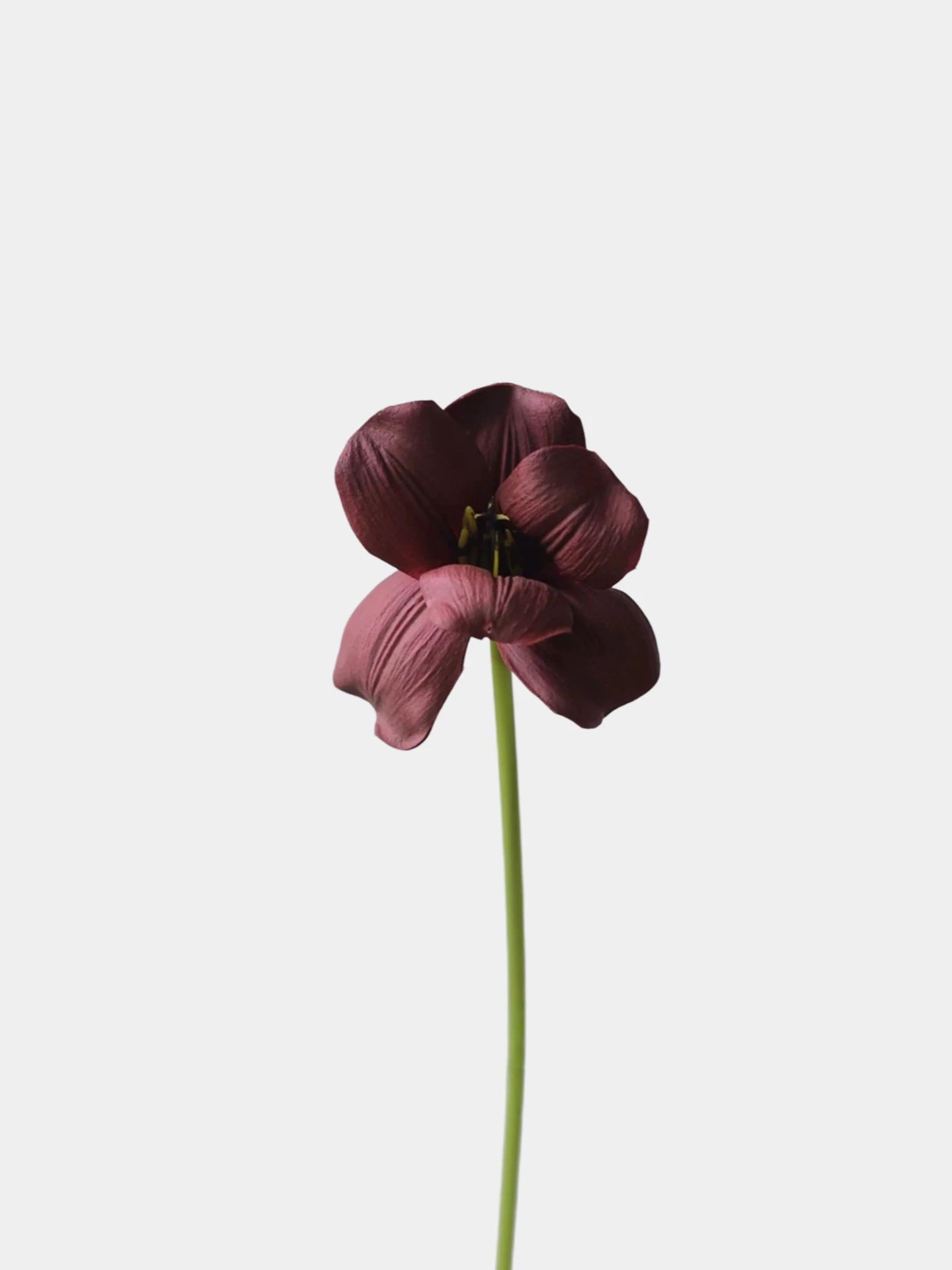 Real Touch Brownie Tulpenstiel – 50 cm