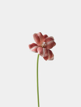 Real Touch Brownie Tulpenstiel – 50 cm