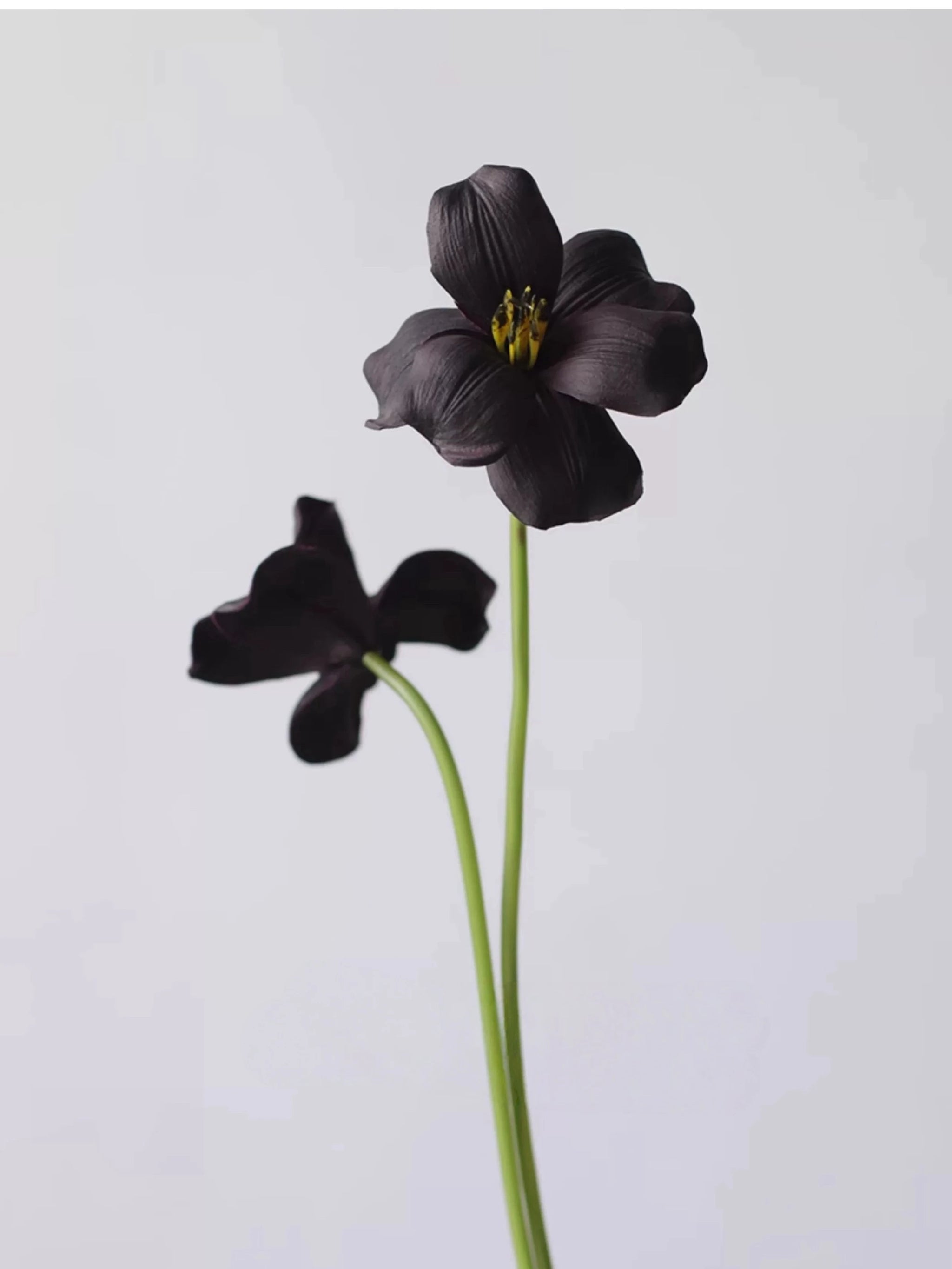 Real Touch Brownie Tulpenstiel – 50 cm