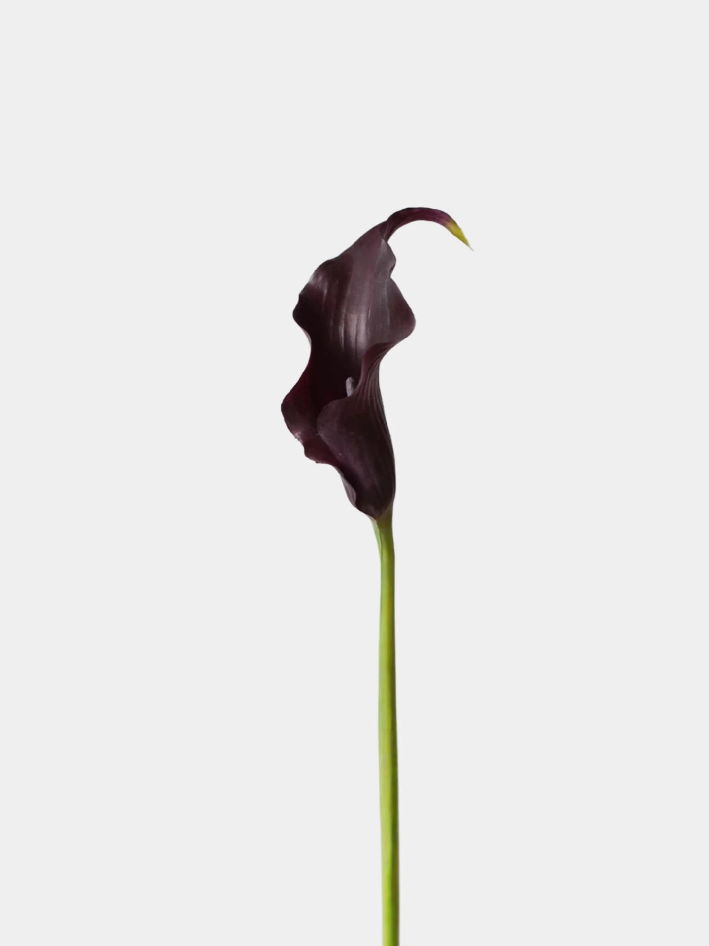 Real Touch Calla Lily Stem – 24"