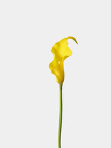 Real Touch Calla Lily Stem – 24"