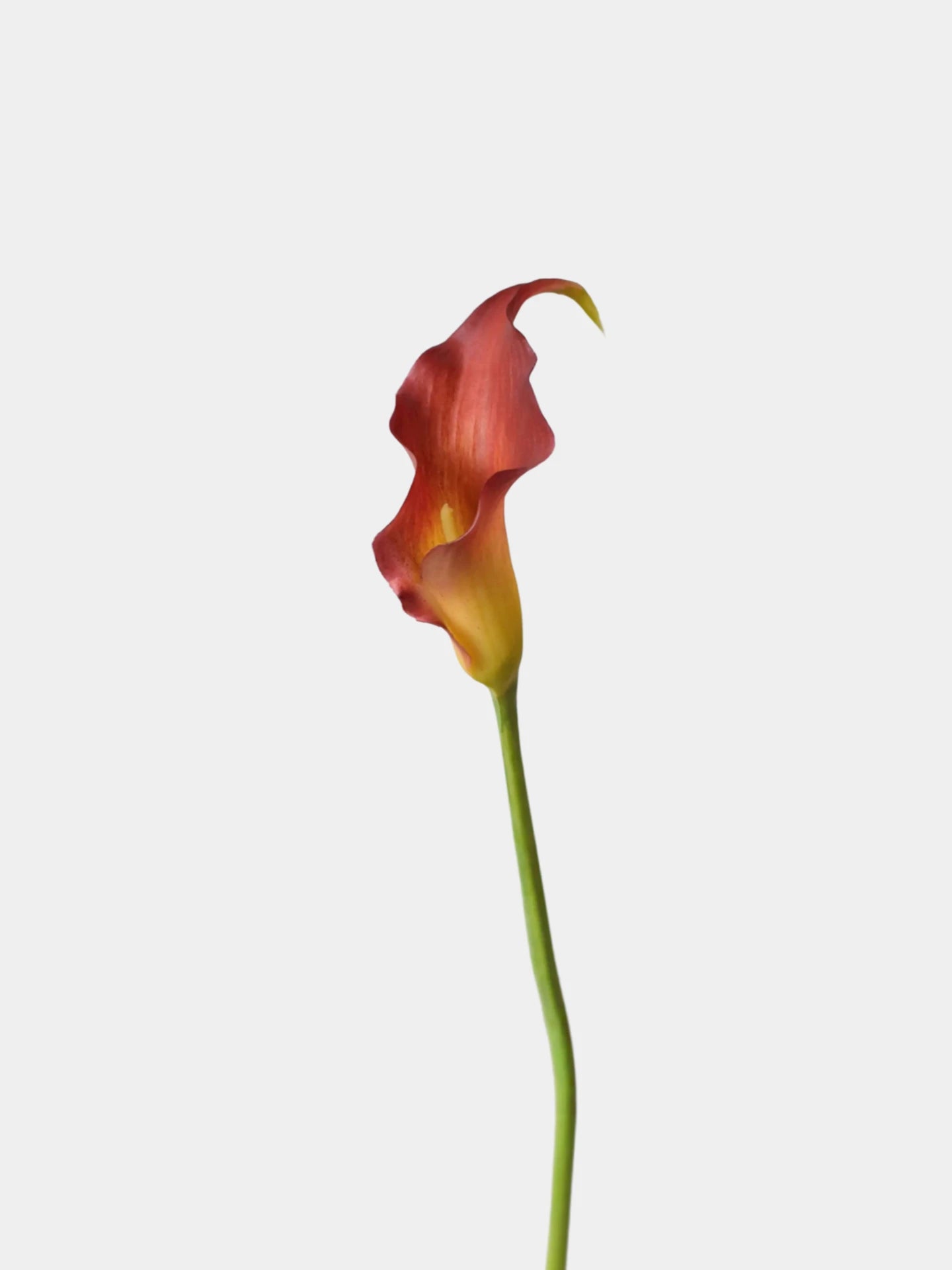 Real Touch Calla Lily Stem – 24"