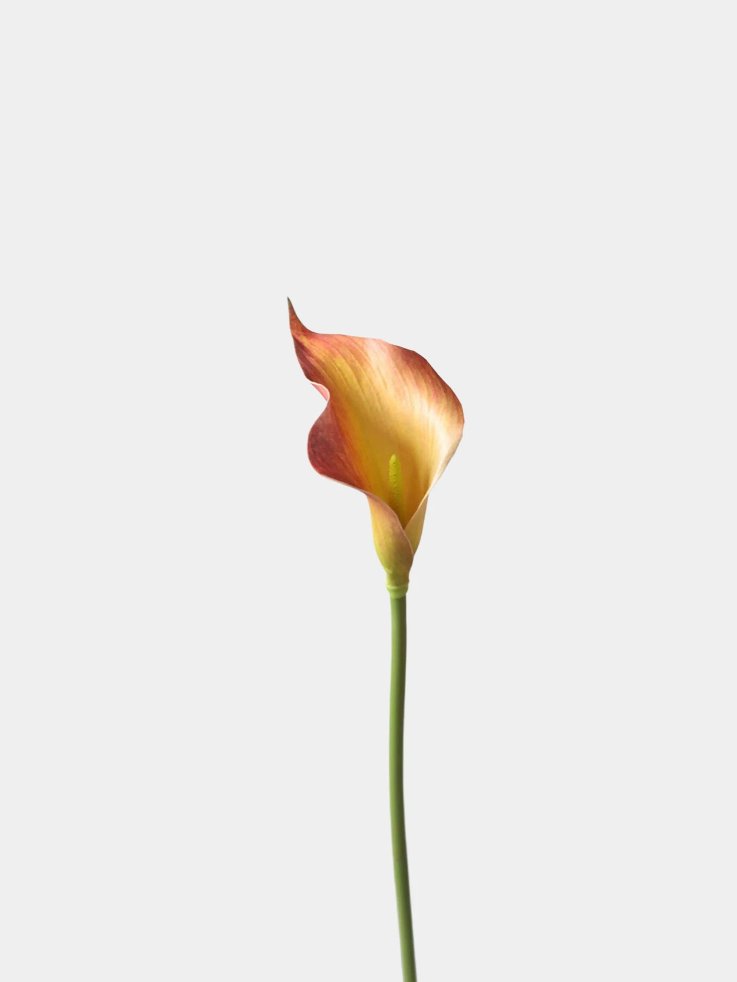 Real Touch Calla Lily Stem – 27"