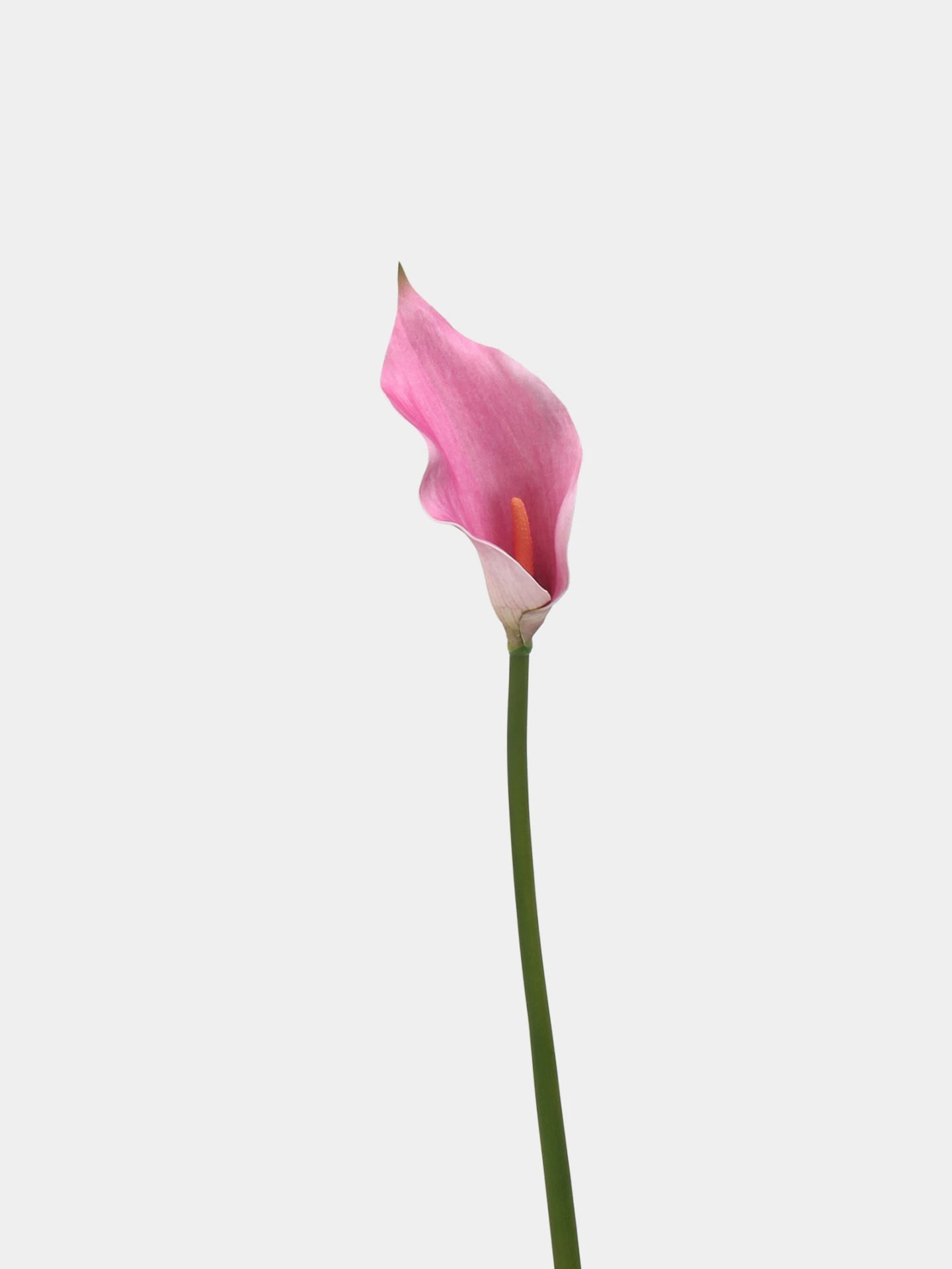 Real Touch Calla Lily Stem