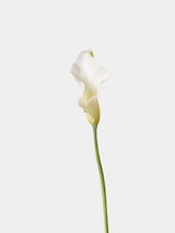Real Touch Calla Lily Stem – 24"