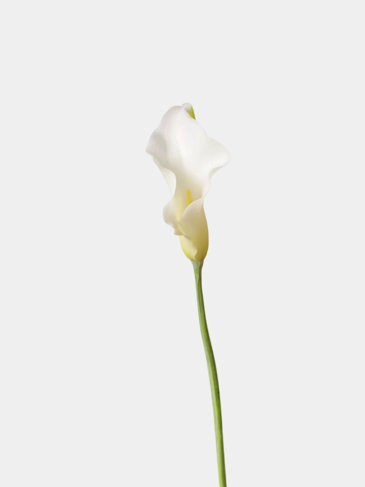 Real Touch Calla Lily Stem – 24"