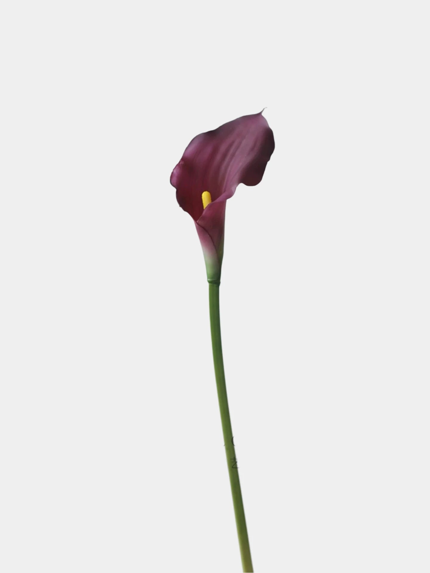 Echte Calla-Lilie – 66 cm