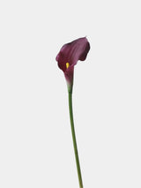 Echte Calla-Lilie – 66 cm