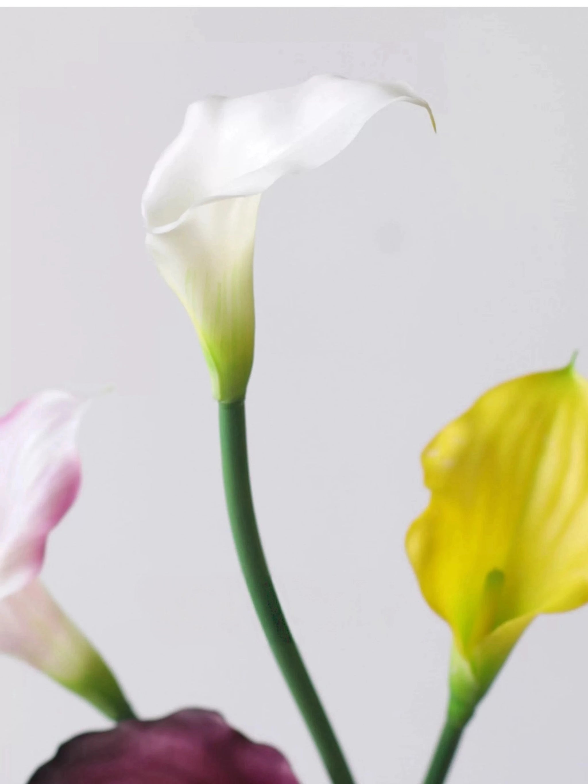 Echte Calla-Lilie – 66 cm