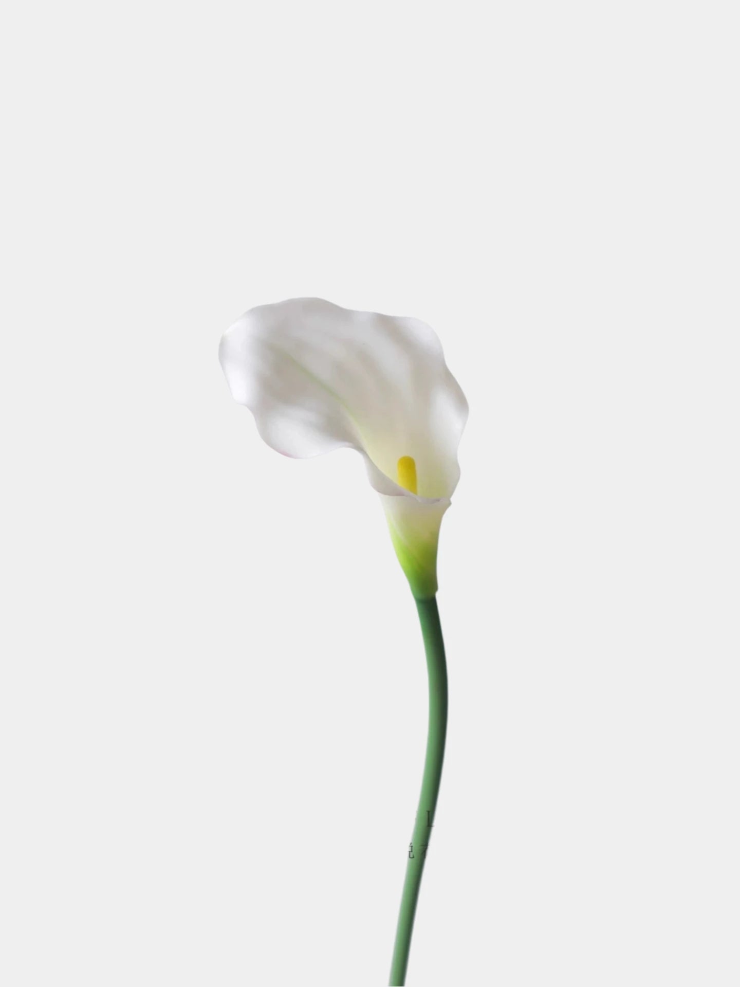 Echte Calla-Lilie – 66 cm