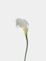 Echte Calla-Lilie – 66 cm