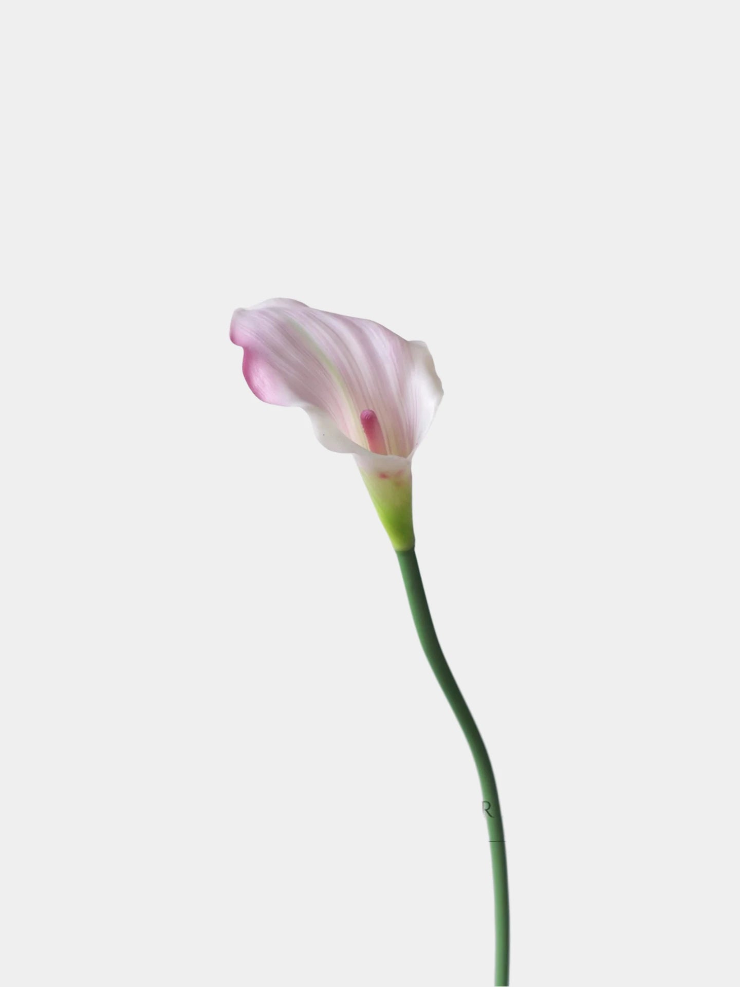 Echte Calla-Lilie – 66 cm