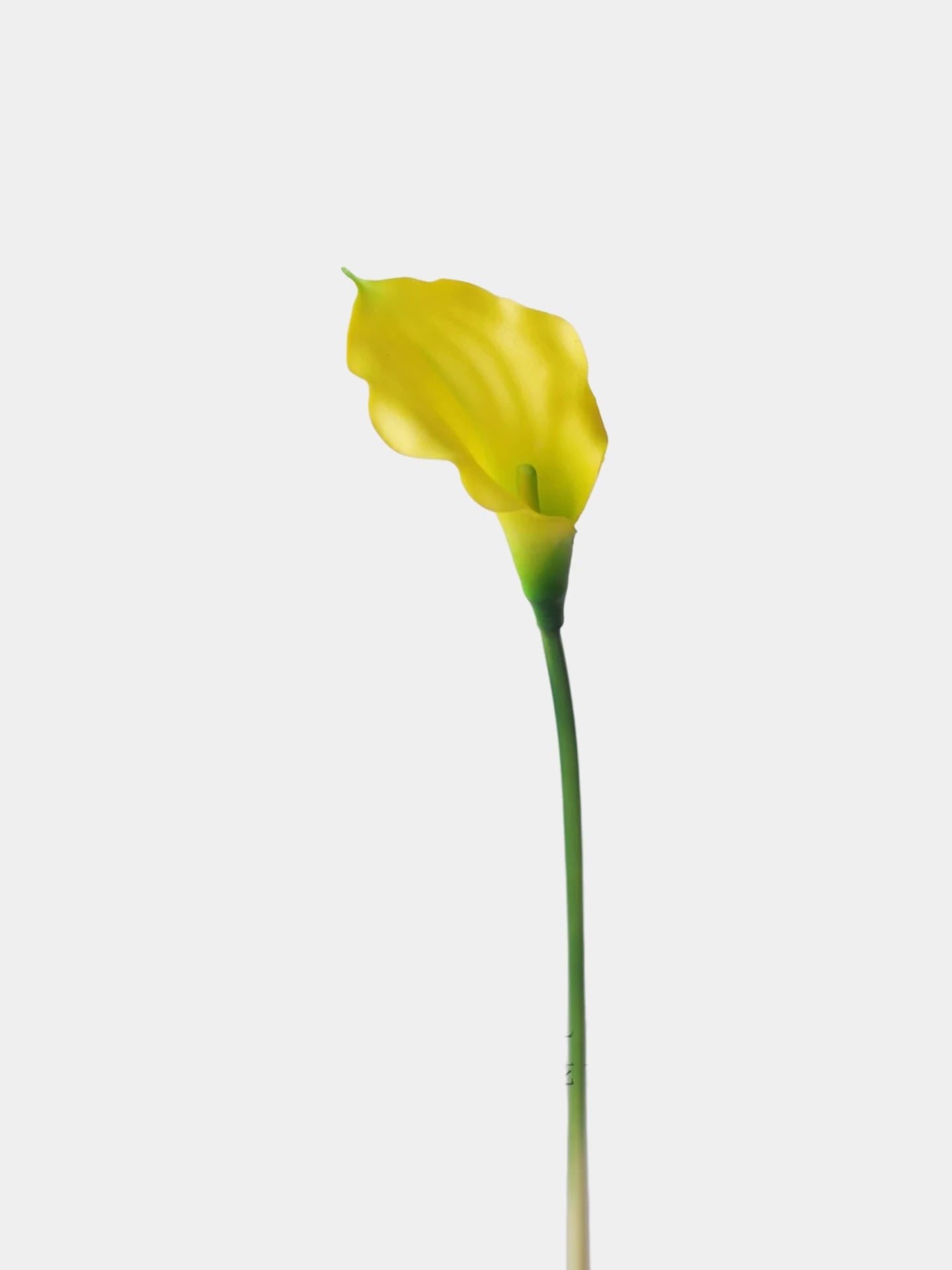 Echte Calla-Lilie – 66 cm