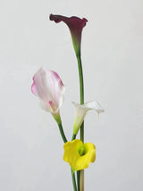 Echte Calla-Lilie – 66 cm