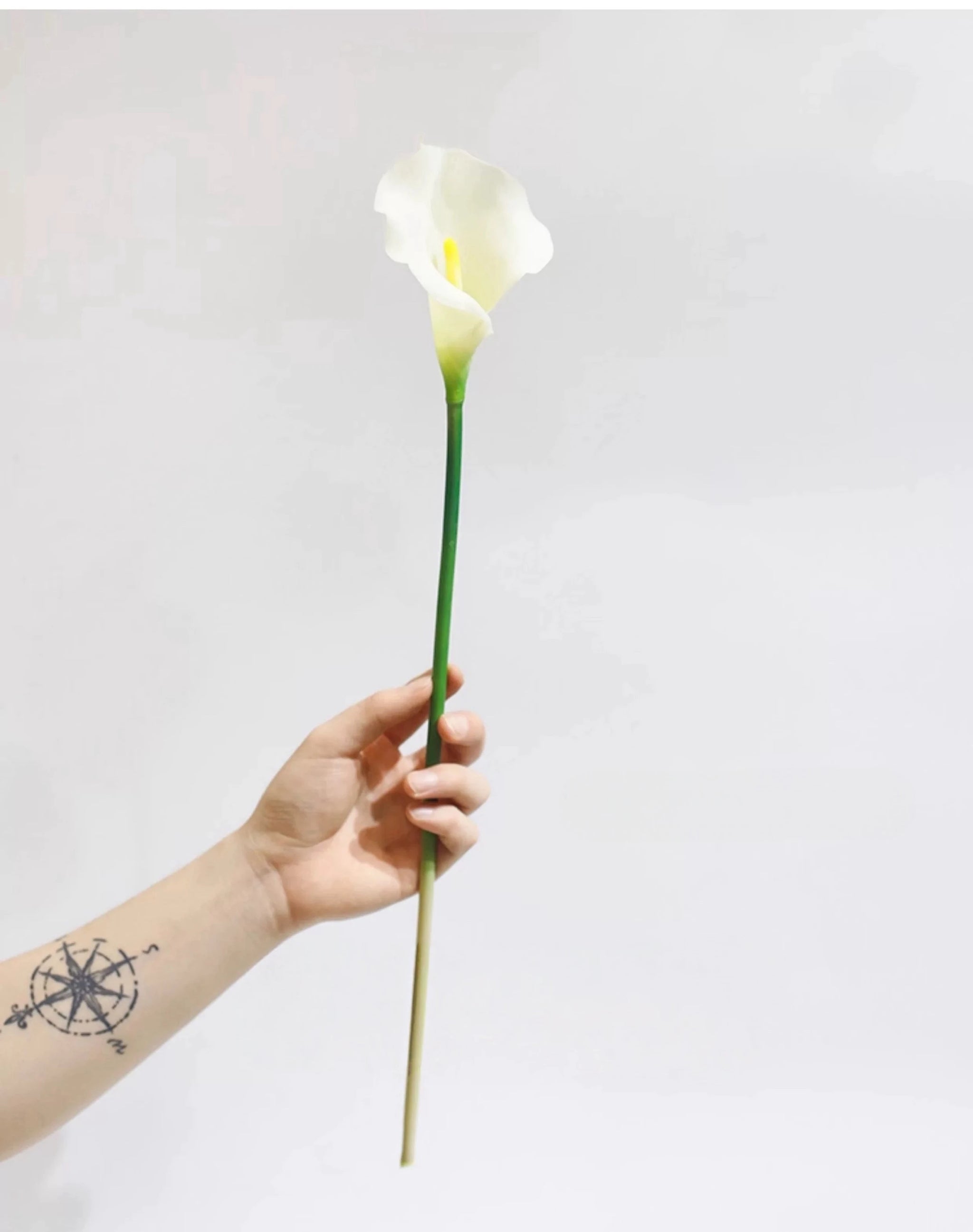 Echte Calla-Lilie – 66 cm
