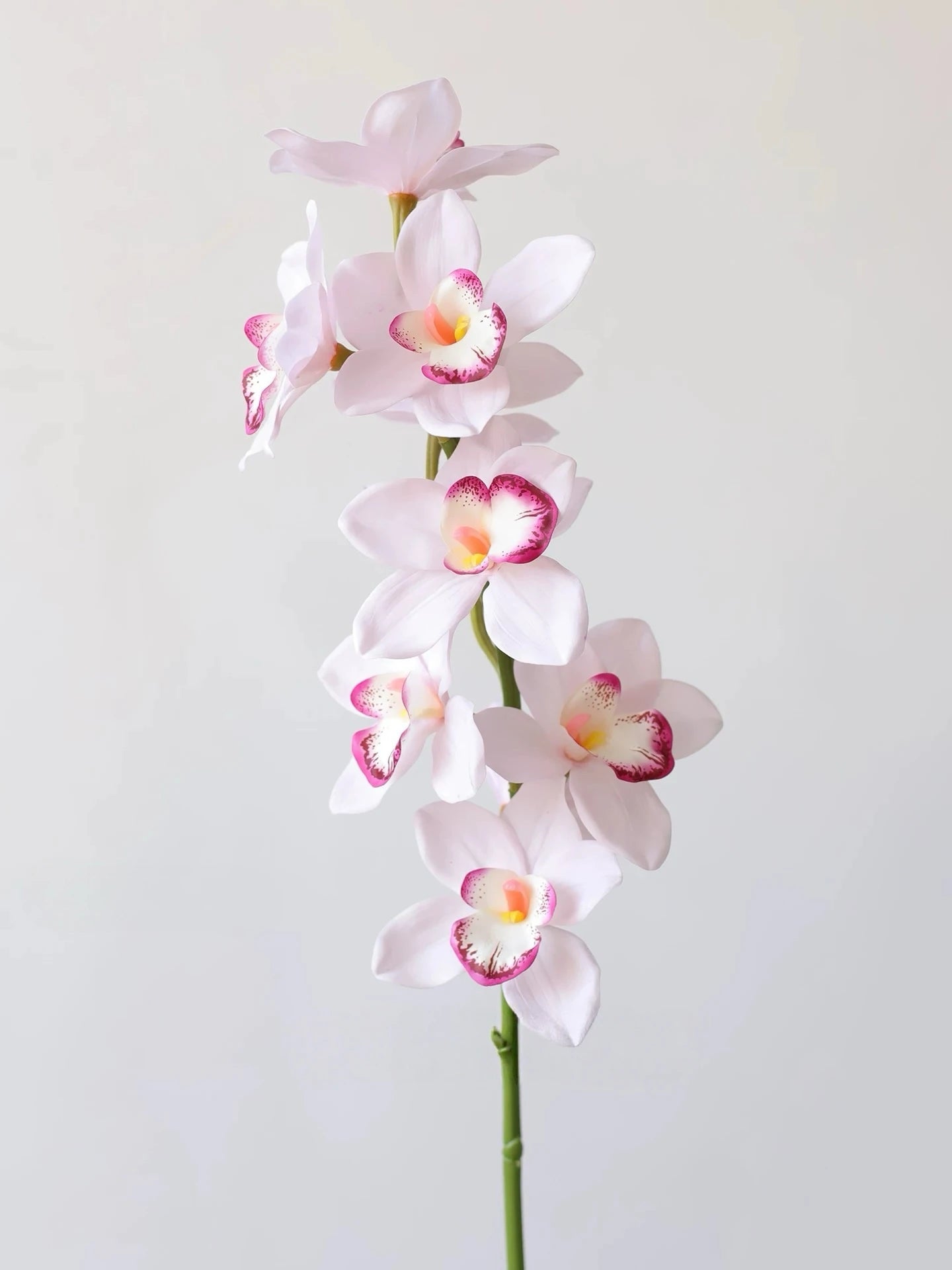 Echte Cymbidium-Orchidee – 89 cm