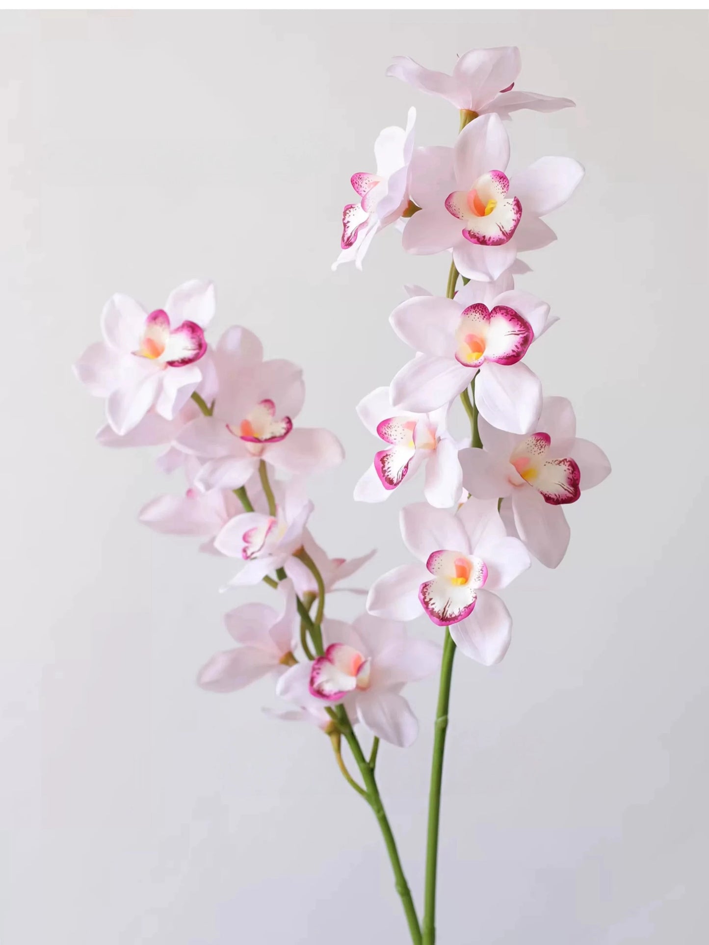 Echte Cymbidium-Orchidee – 89 cm