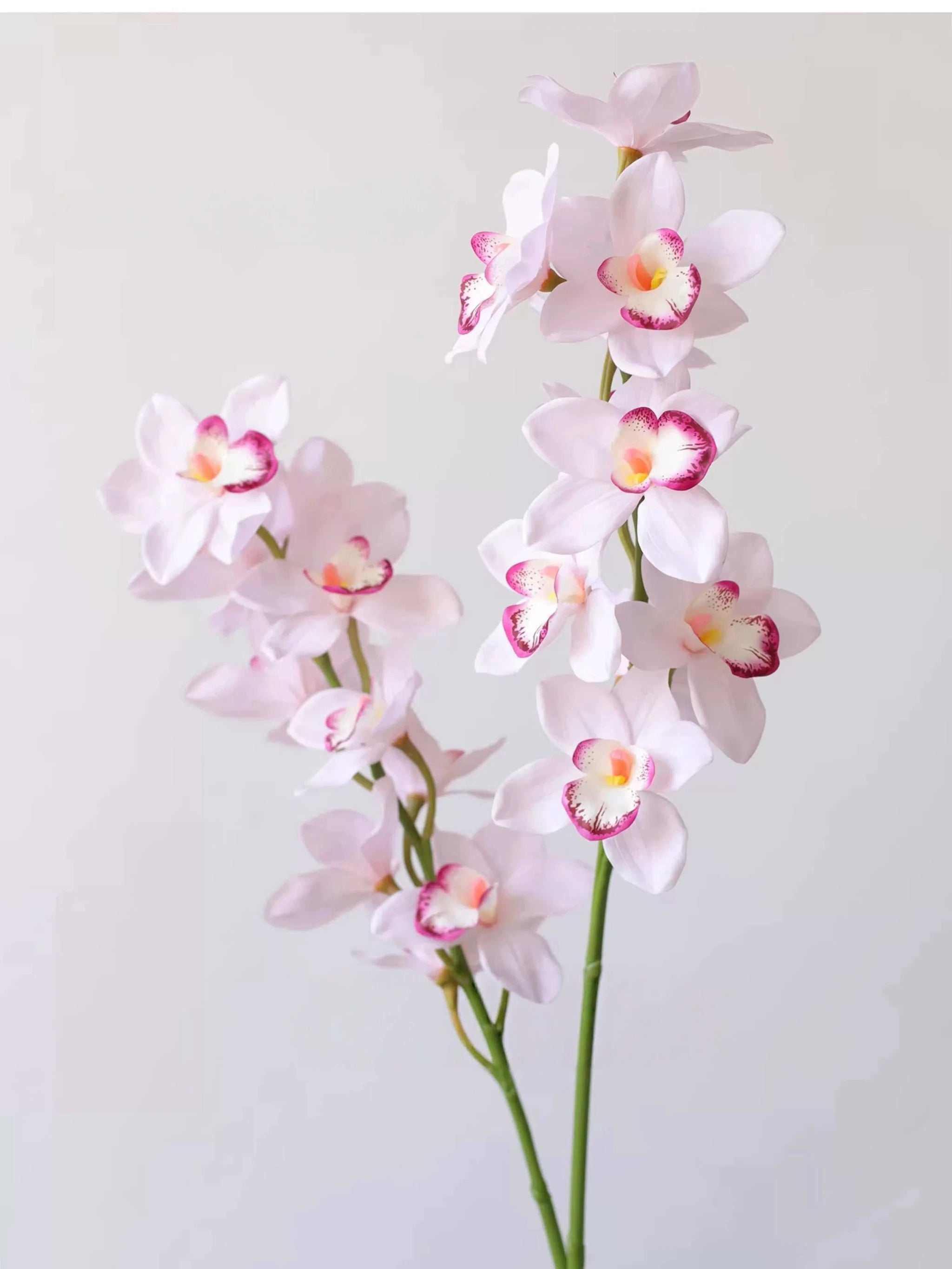 Echte Cymbidium-Orchidee – 89 cm