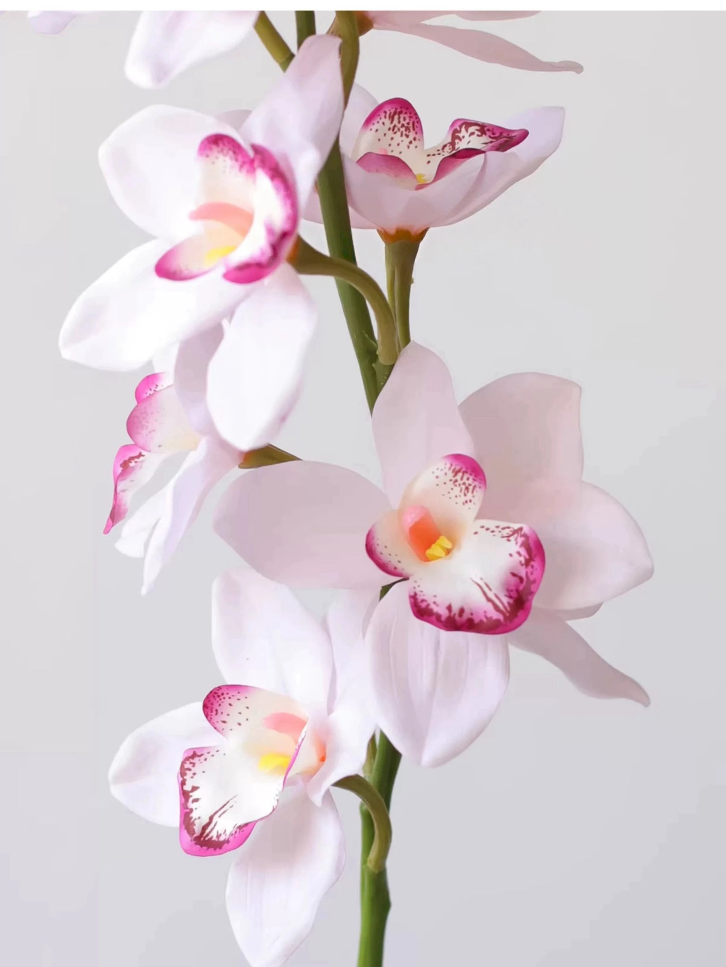 Echte Cymbidium-Orchidee – 89 cm