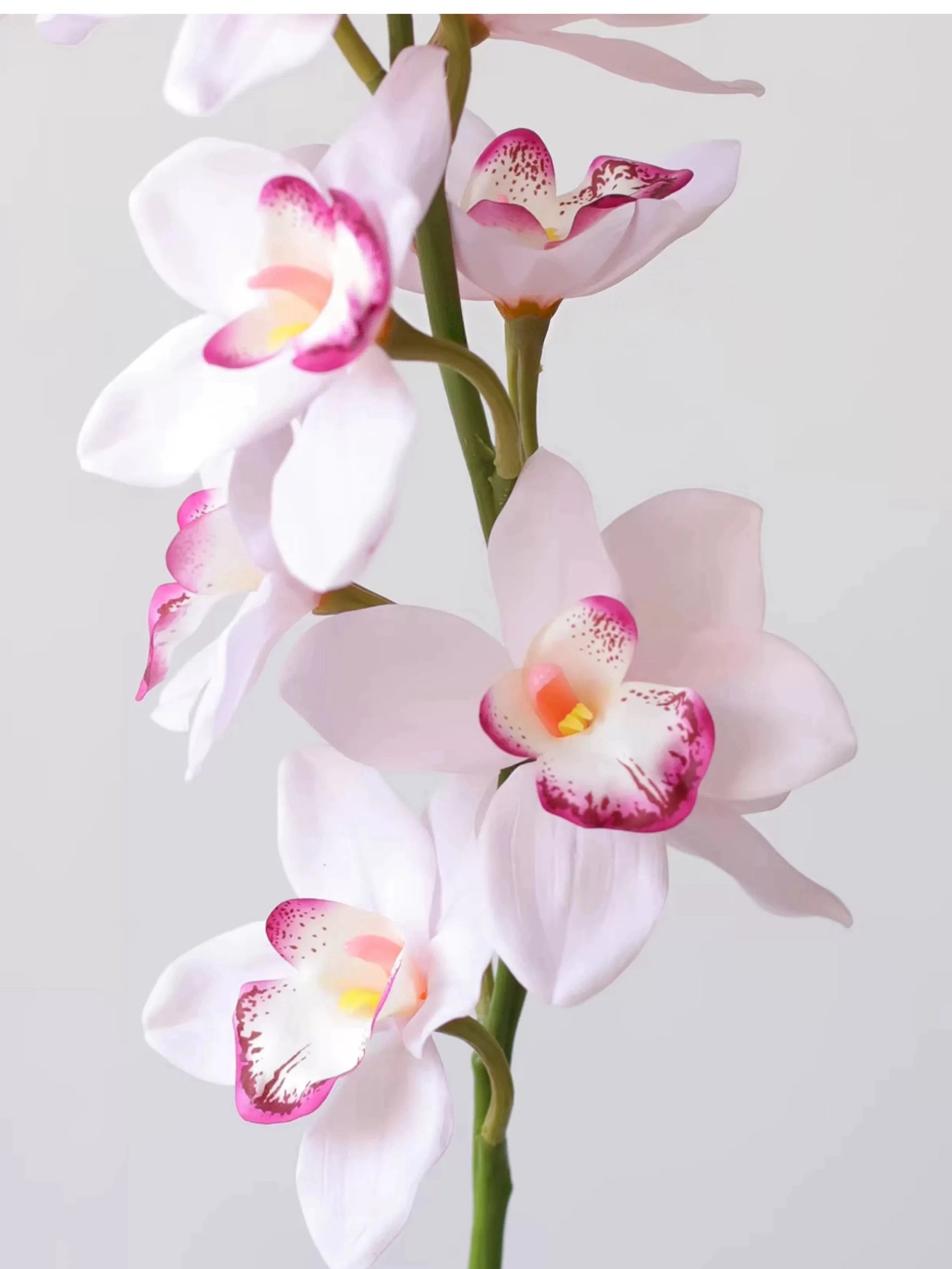 Echte Cymbidium-Orchidee – 89 cm
