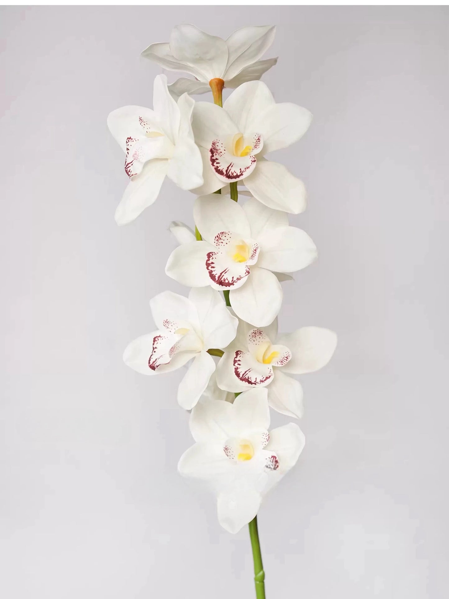 Echte Cymbidium-Orchidee – 89 cm