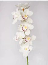 Echte Cymbidium-Orchidee – 89 cm