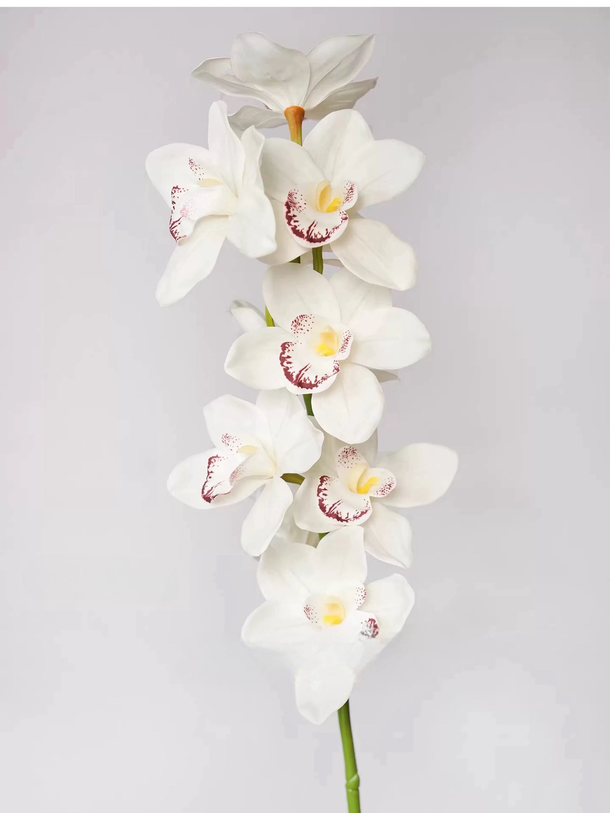 Echte Cymbidium-Orchidee – 89 cm