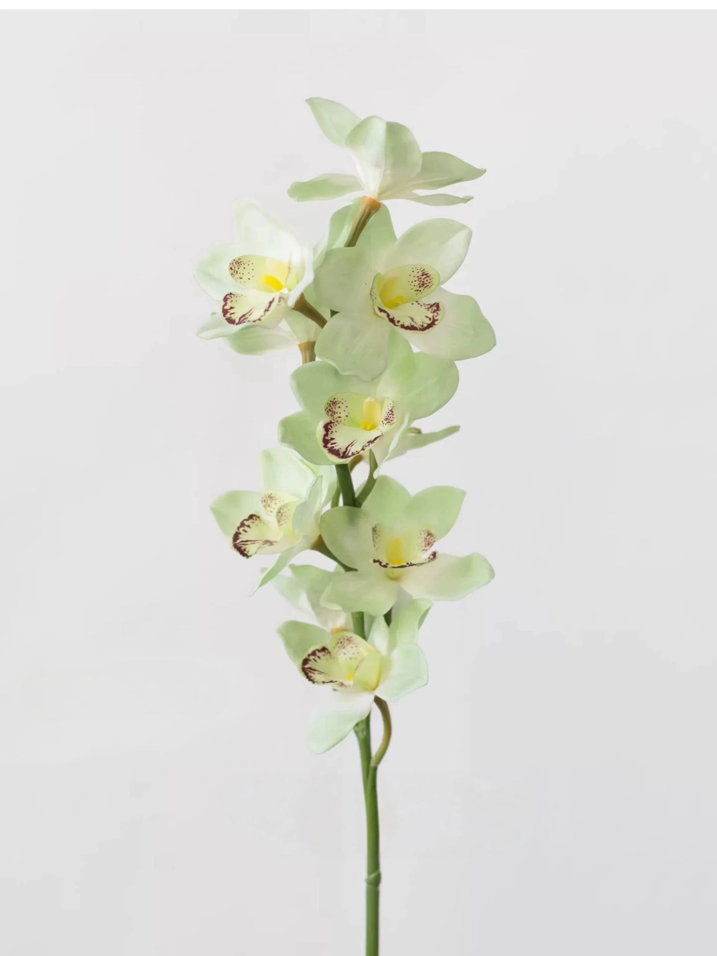 Echte Cymbidium-Orchidee – 89 cm