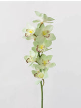 Echte Cymbidium-Orchidee – 89 cm