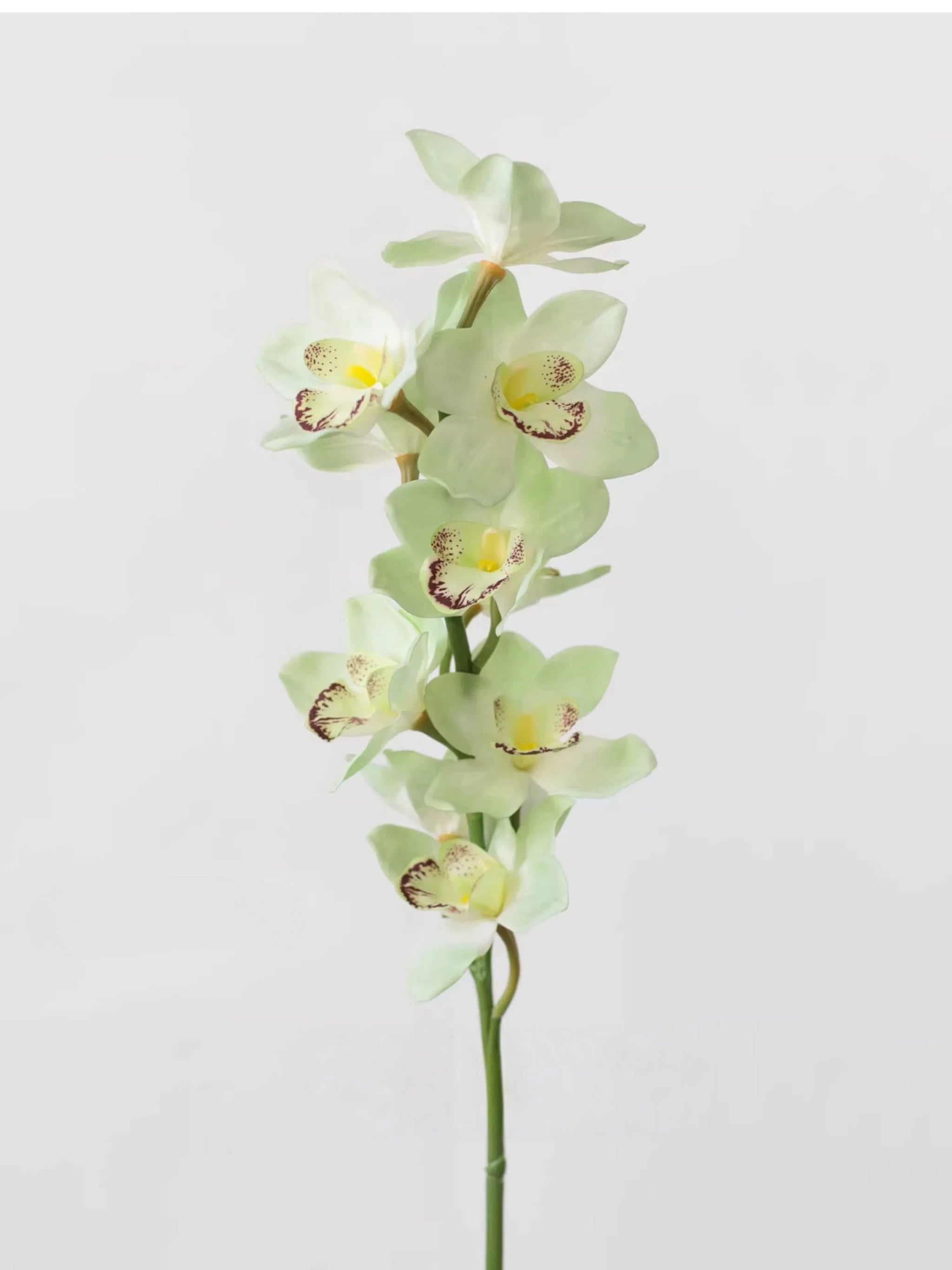 Echte Cymbidium-Orchidee – 89 cm