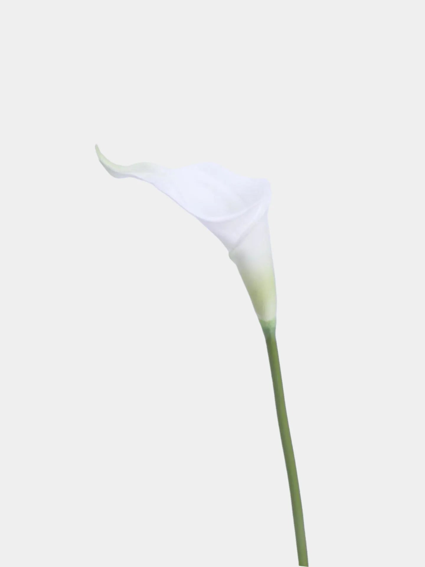 Real Touch Faux Calla Lily Stem – White 20.9″