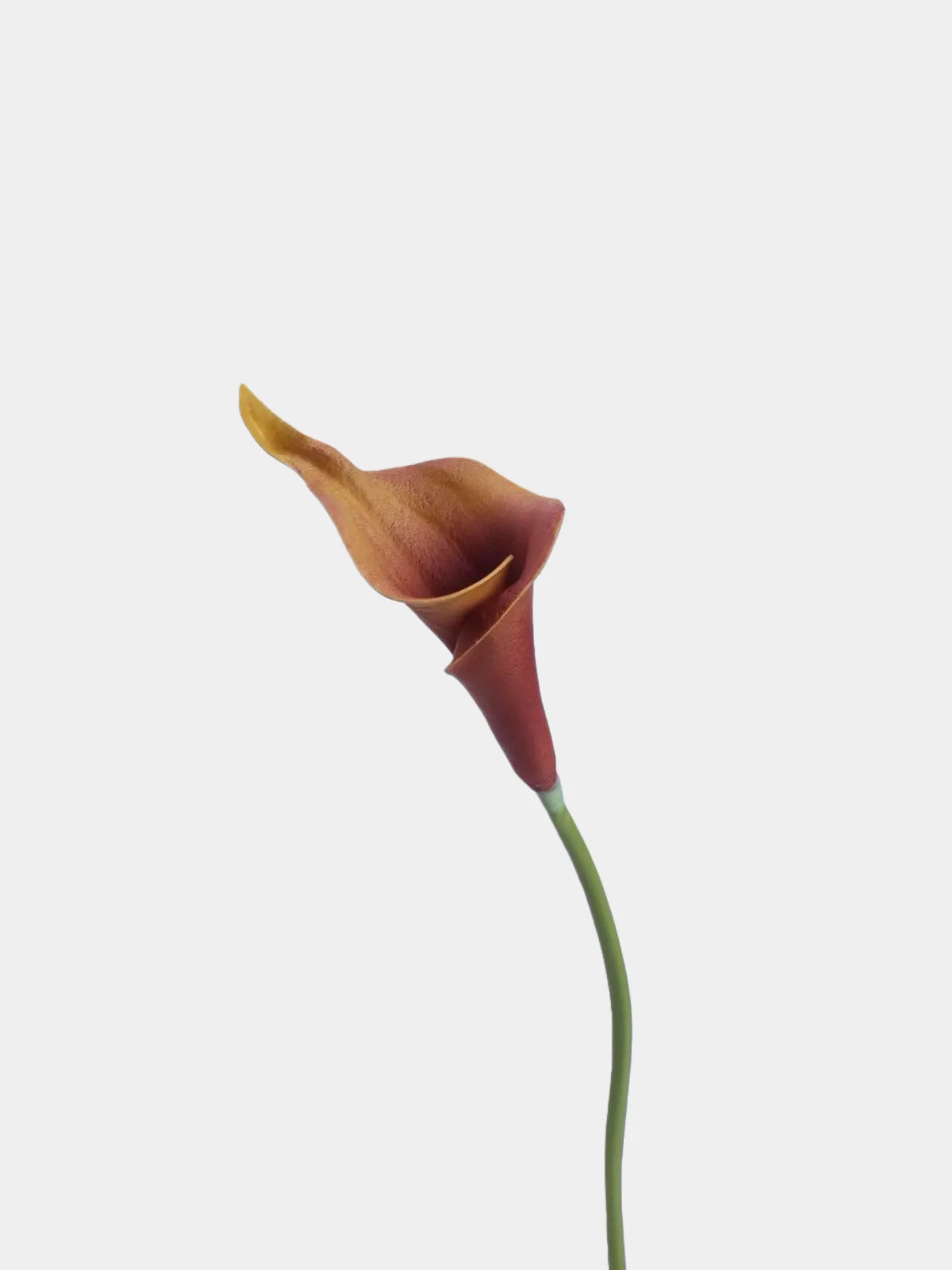 Real Touch Faux Calla Lily Stem – Brown 20.9″