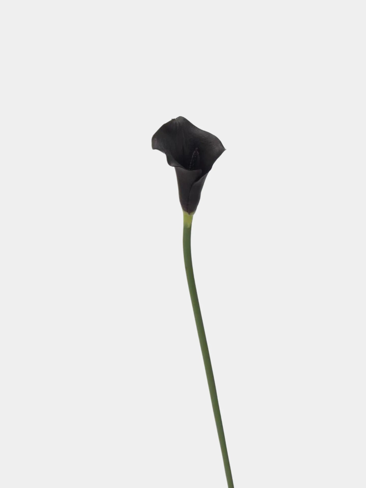 Real Touch Faux Calla Lily Stem - 25"