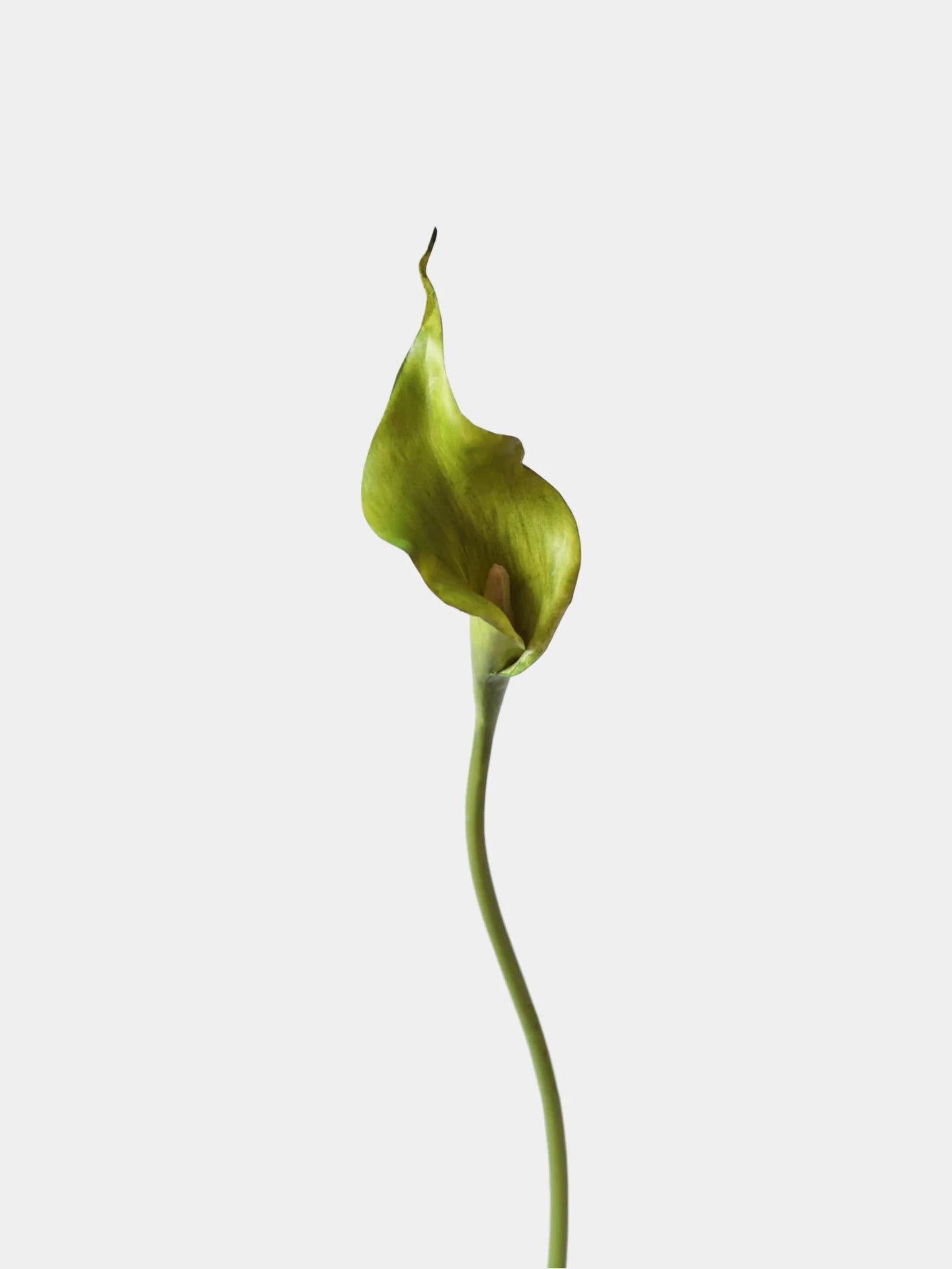 Real-Touch künstliche Calla-Lilie – 53 cm