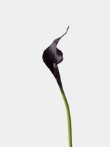 Real-Touch künstliche Calla-Lilie – 53 cm