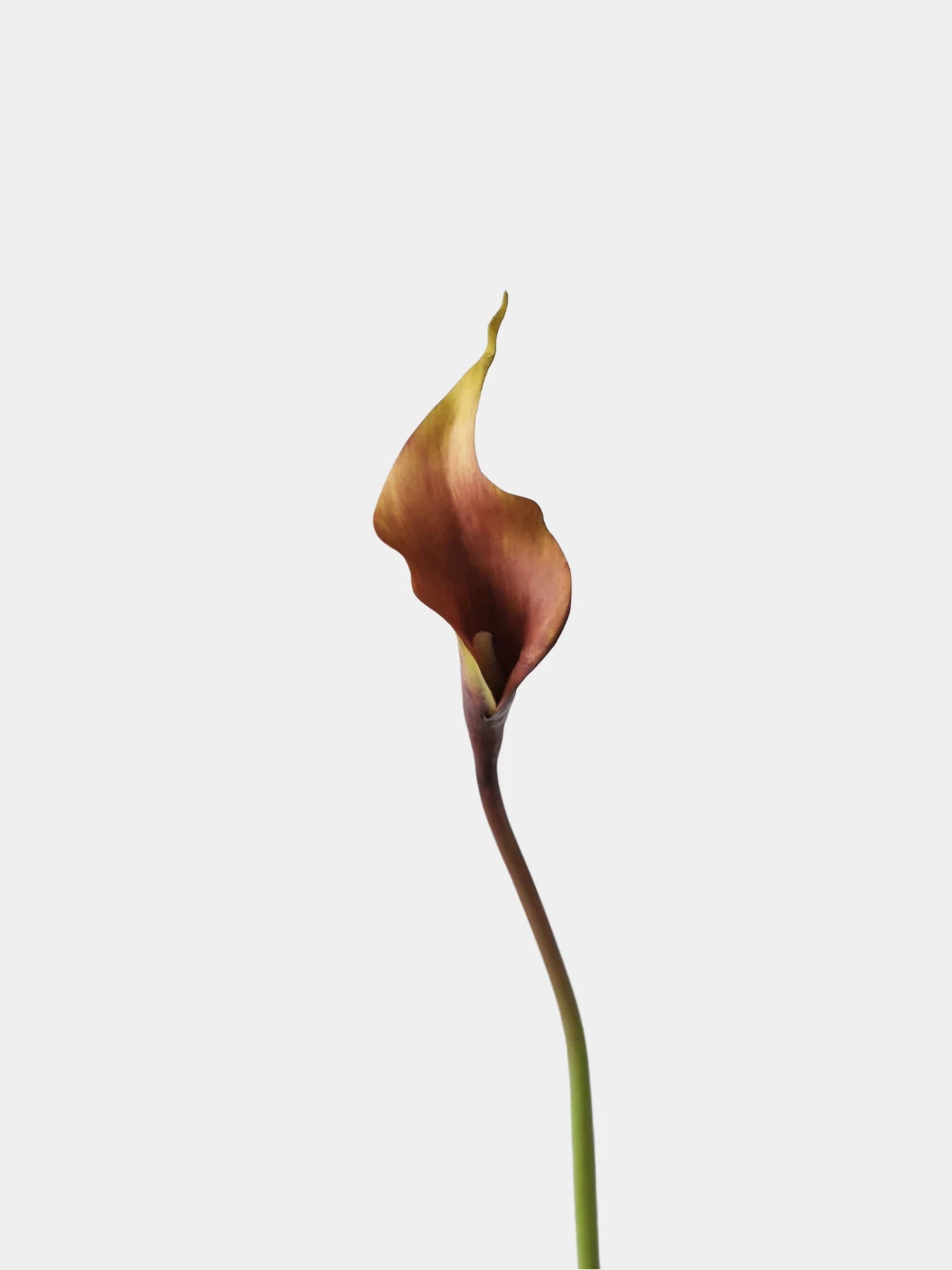 Real-Touch künstliche Calla-Lilie – 53 cm