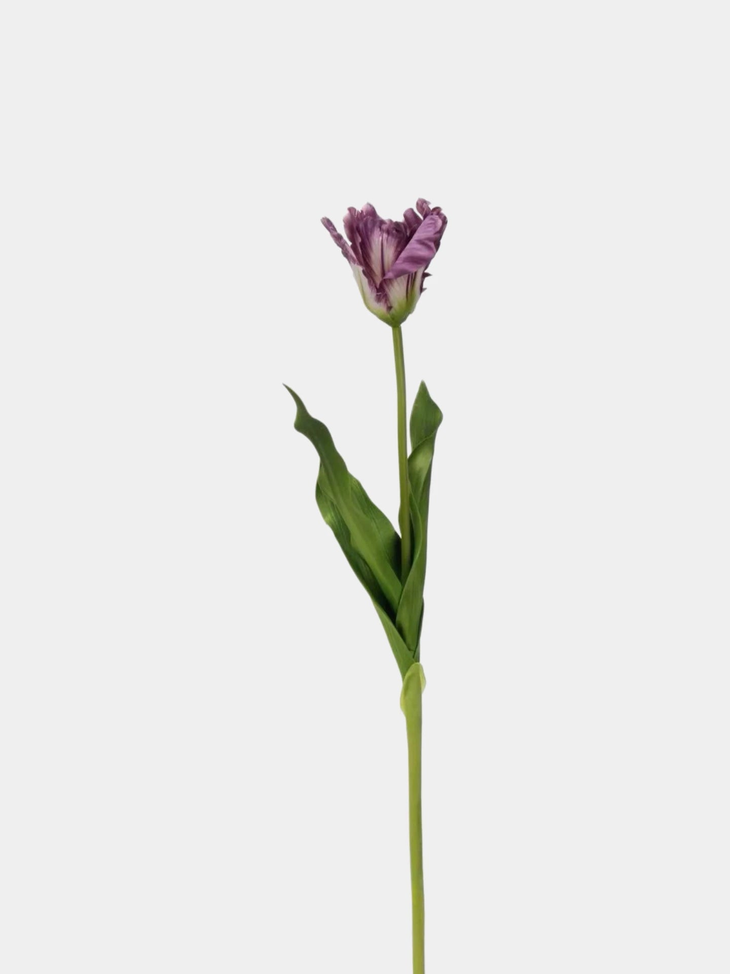 Real Touch Faux Monet Tulip Stem – 24"