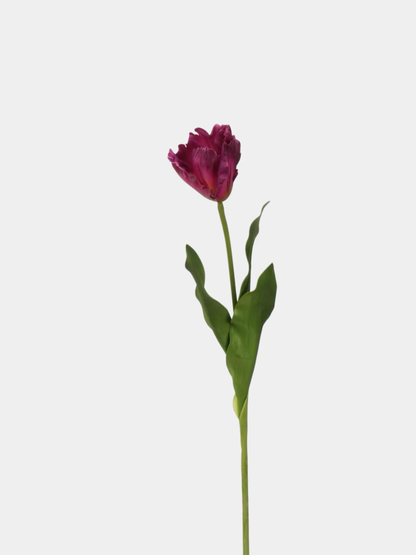 Real Touch Faux Monet Tulip Stem – 24"
