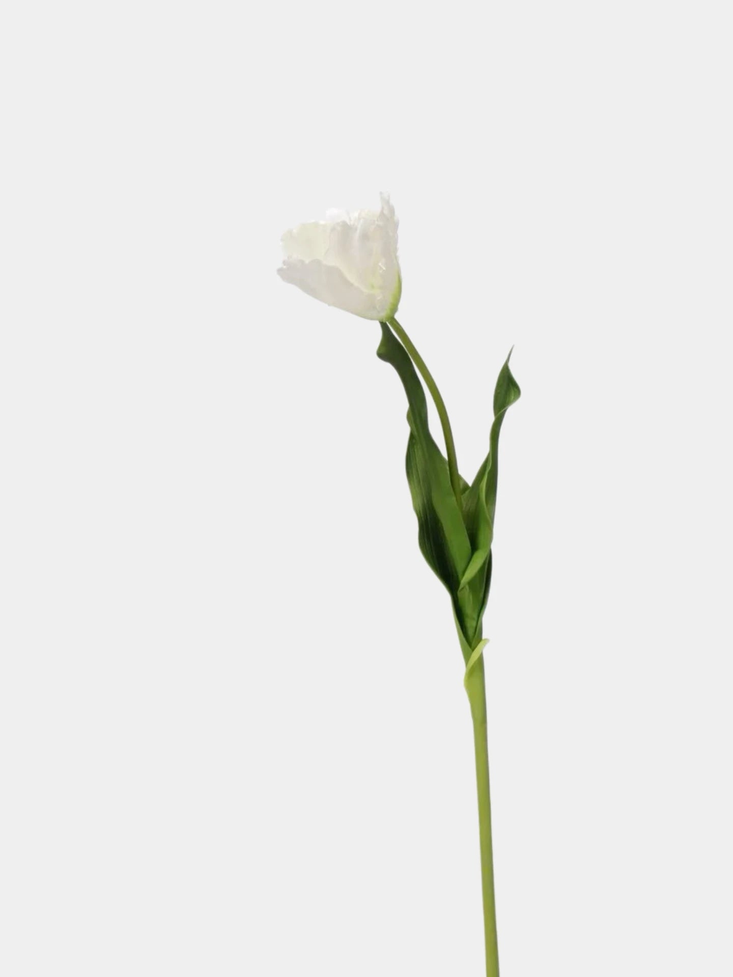 Real Touch Faux Monet Tulip Stem – 24"