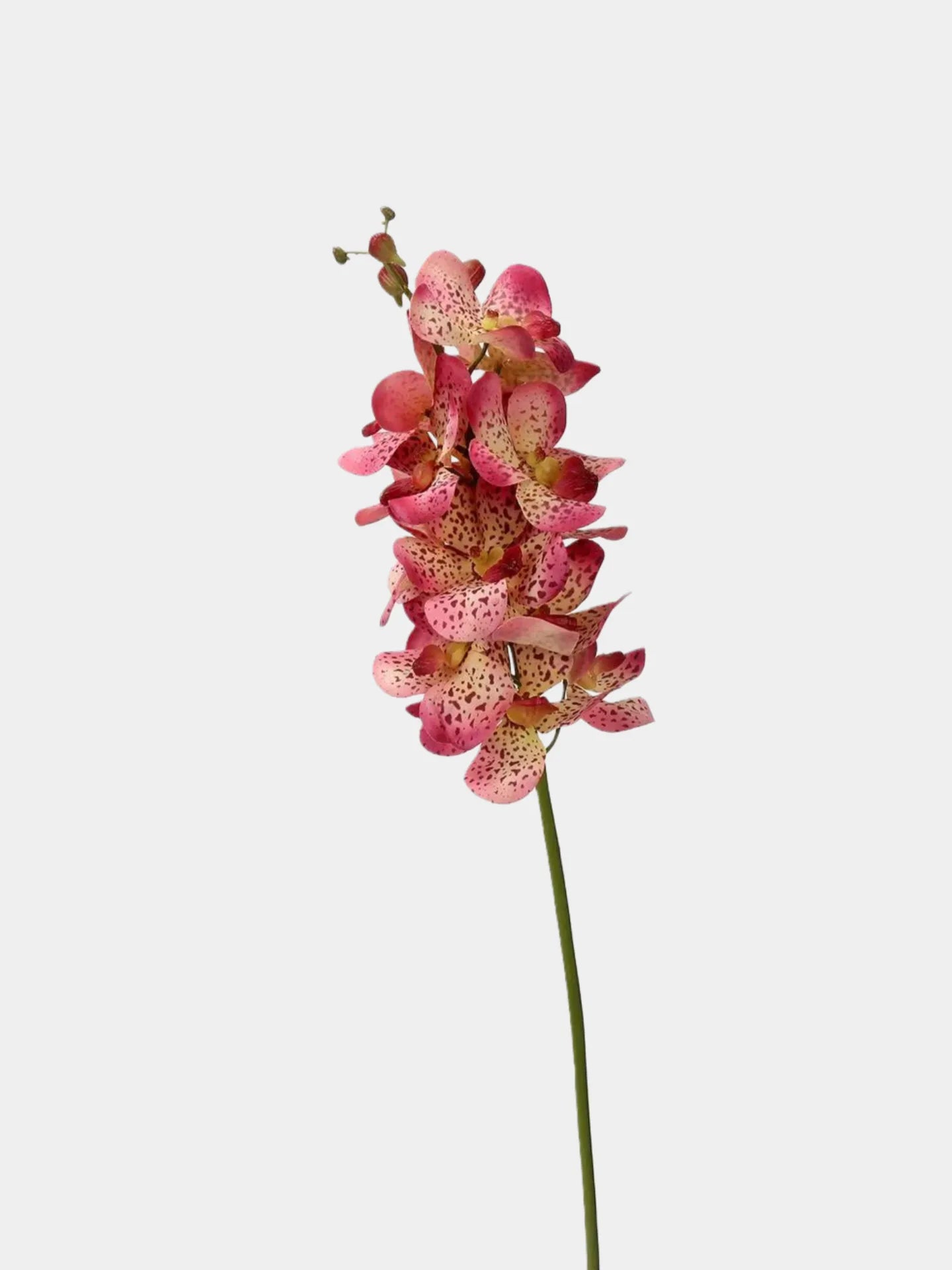 Real Touch Faux Vanda Orchid –Pink 27"