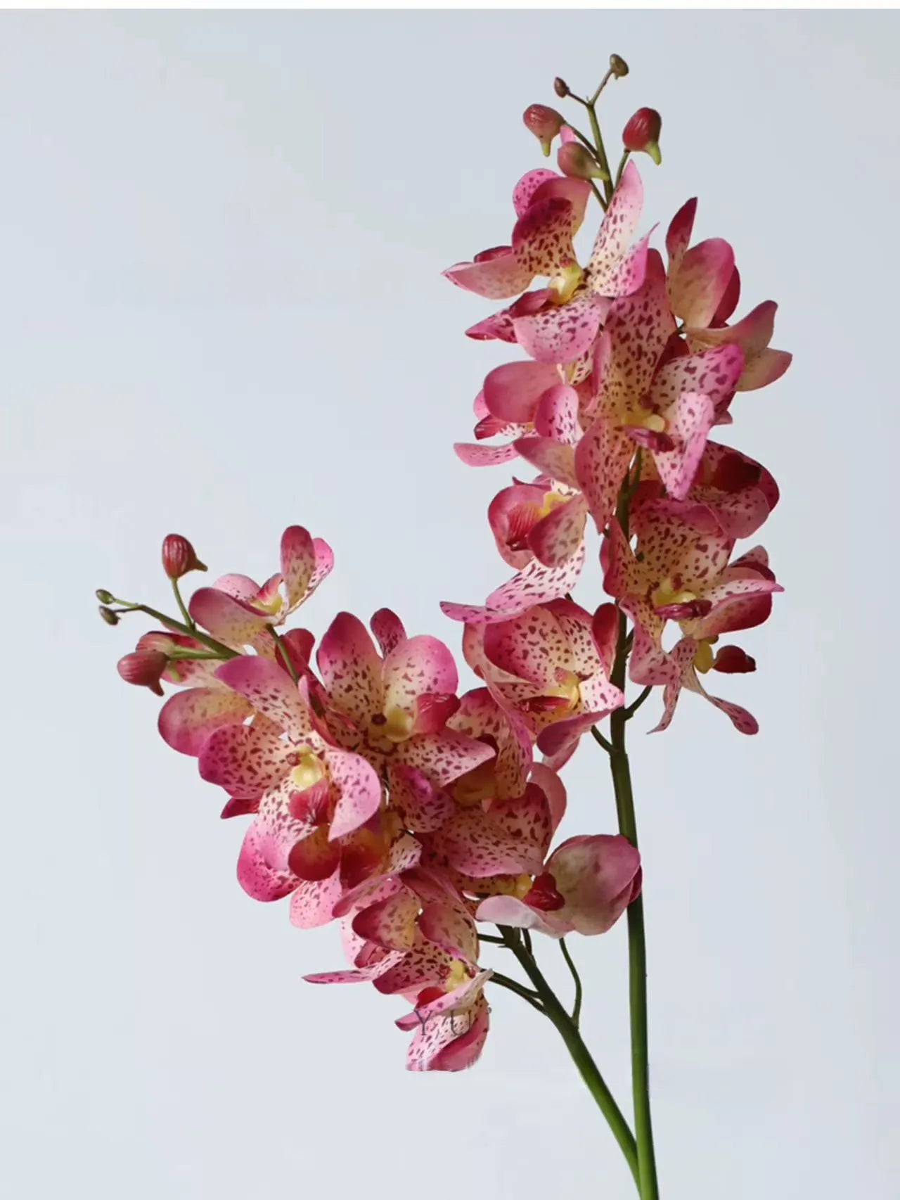 Real Touch Faux Vanda Orchid –Pink 27"