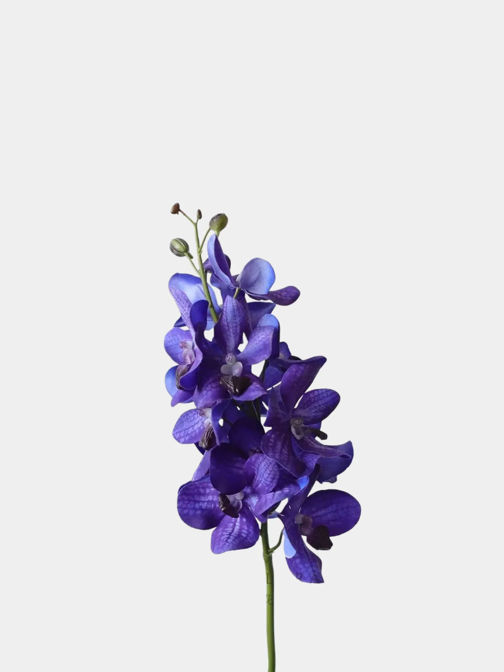 Real Touch Faux Vanda Orchid –Blue Violet 27"
