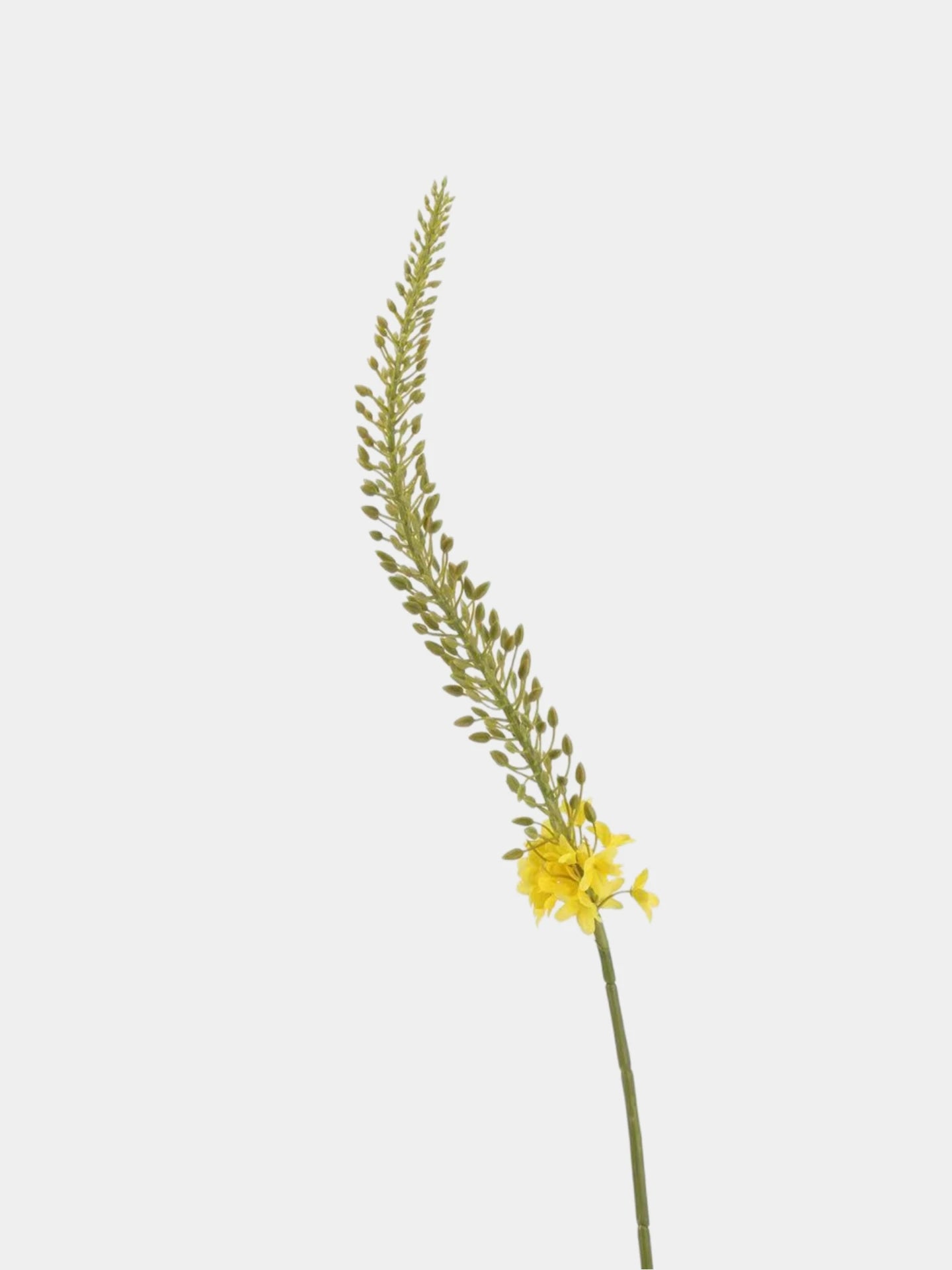 Real Touch Foxtail Lily Spray Stem – 45"/115cm